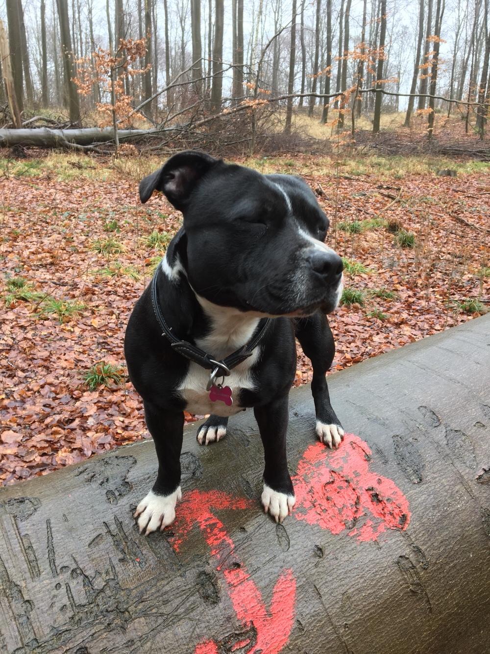 Staffordshire bull terrier Amazing Shark (Berta) billede 38