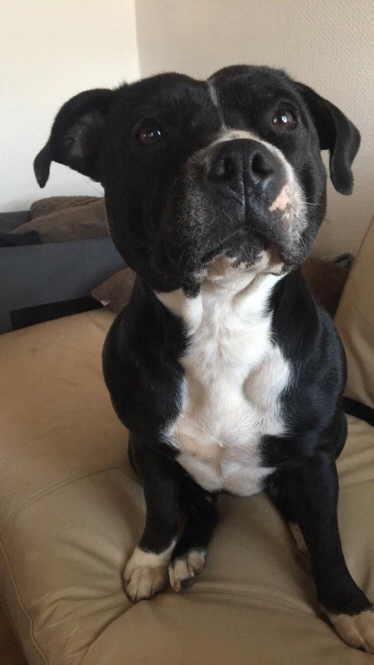 Staffordshire bull terrier Amazing Shark (Berta) billede 40