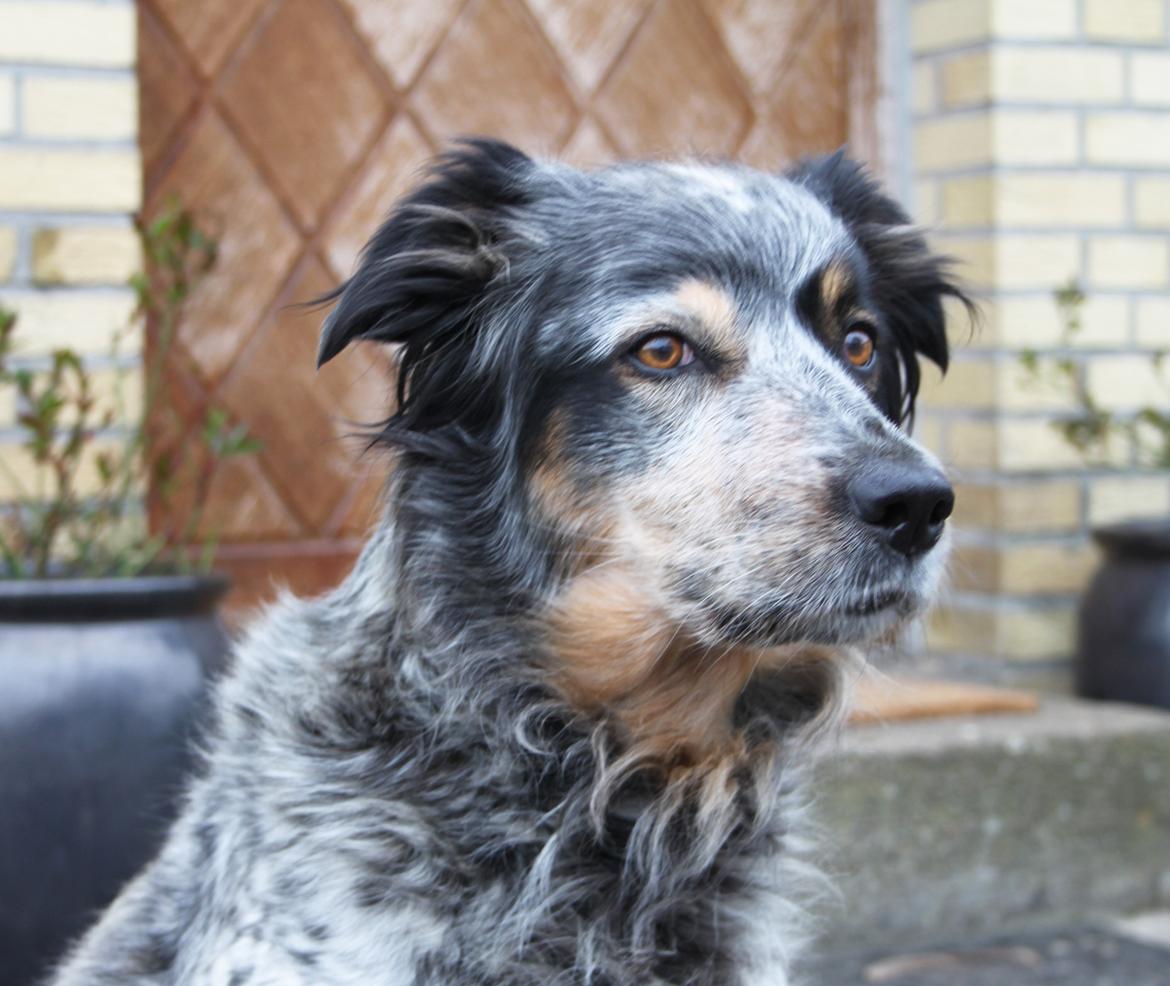 Blanding af racer Smilla billede 1