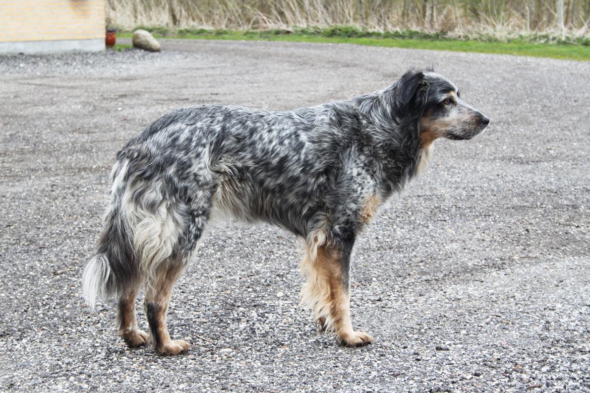 Blanding af racer Smilla billede 17