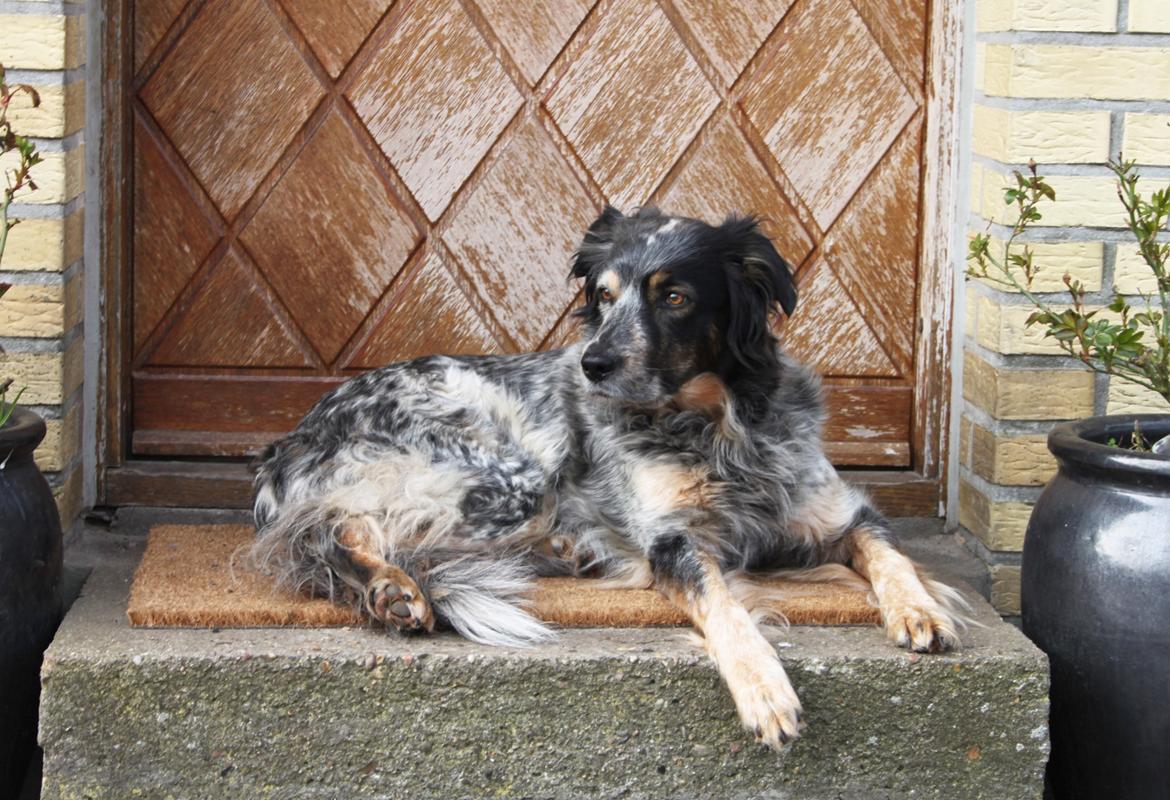 Blanding af racer Smilla billede 20