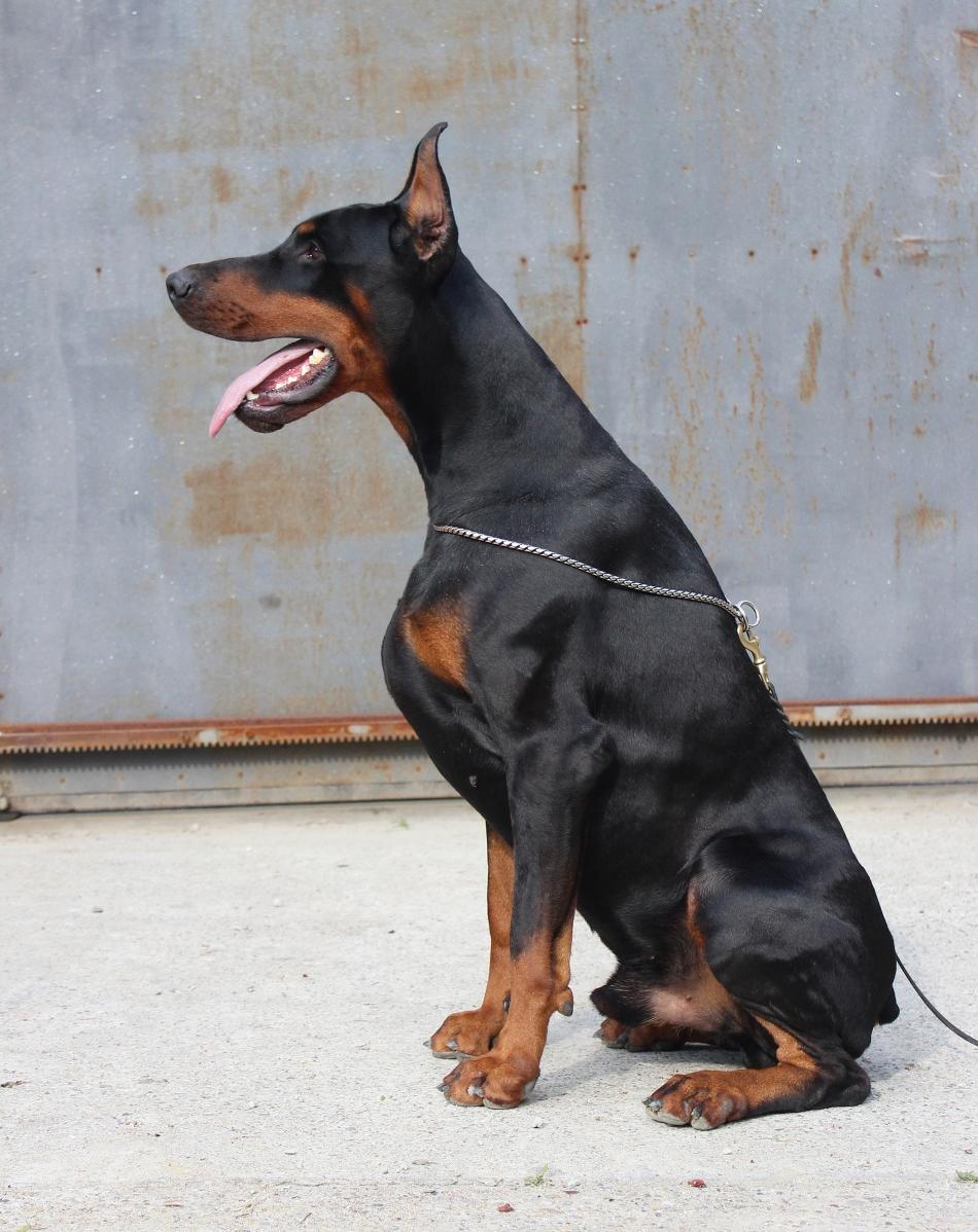 Dobermann Maestro Nero Di Altobello (Snoop) - Snoop's far: Bontade Di Altobello billede 20