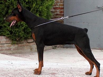 Dobermann Maestro Nero Di Altobello (Snoop) - Snoop's mor: Secret Di Altobello billede 22