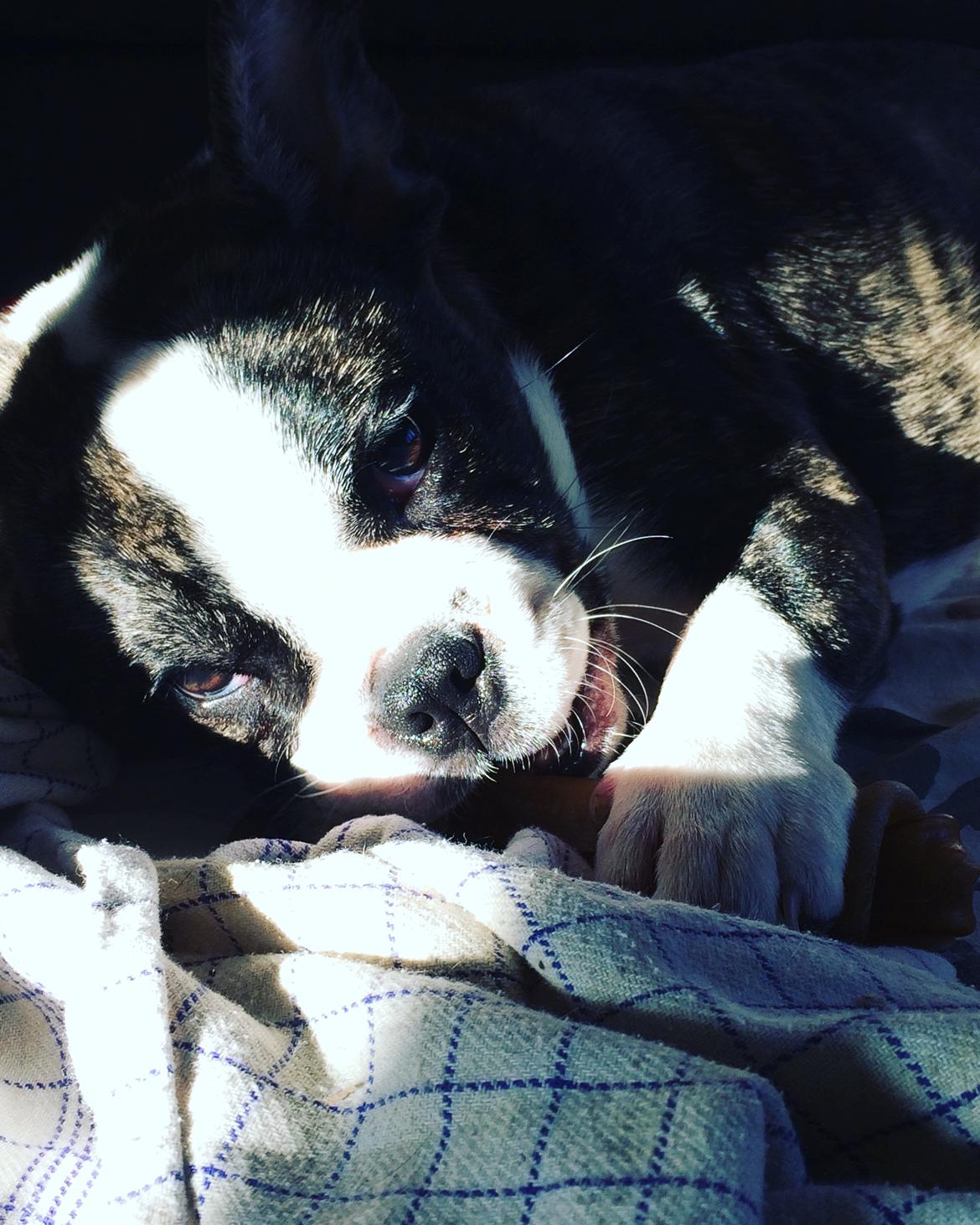 Fransk bulldog Molly billede 8