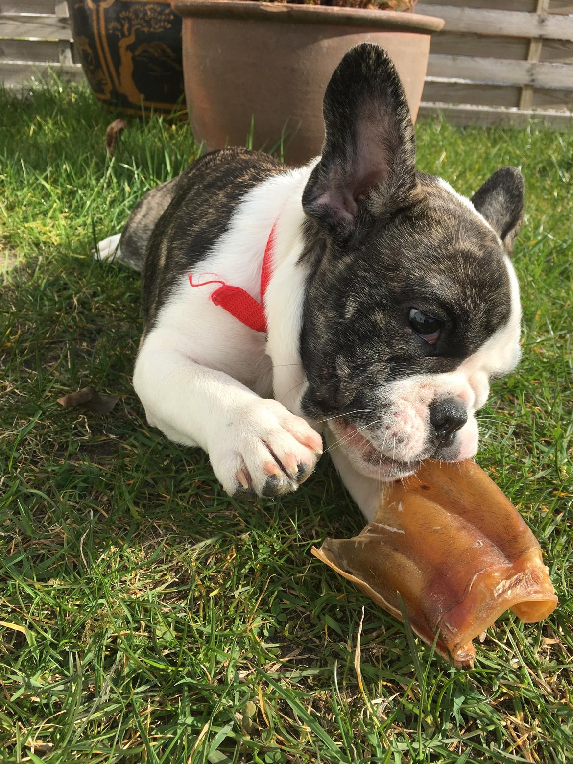 Fransk bulldog Molly billede 10