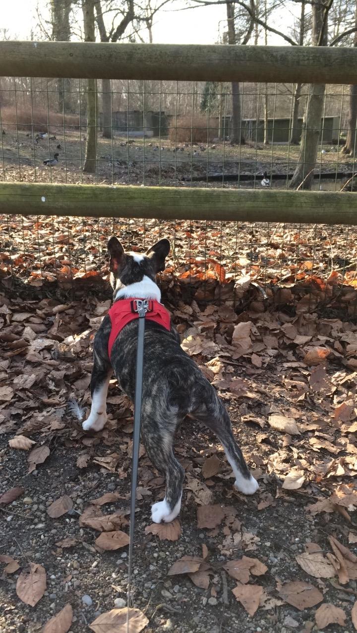 Fransk bulldog Molly billede 9