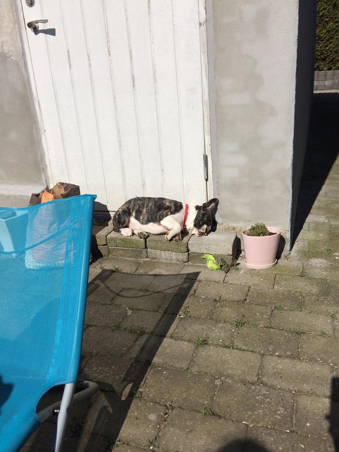 Fransk bulldog Molly billede 11