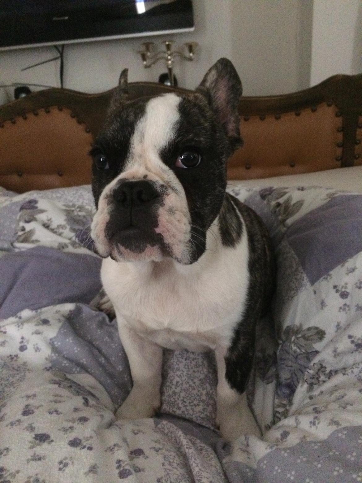 Fransk bulldog Molly billede 12