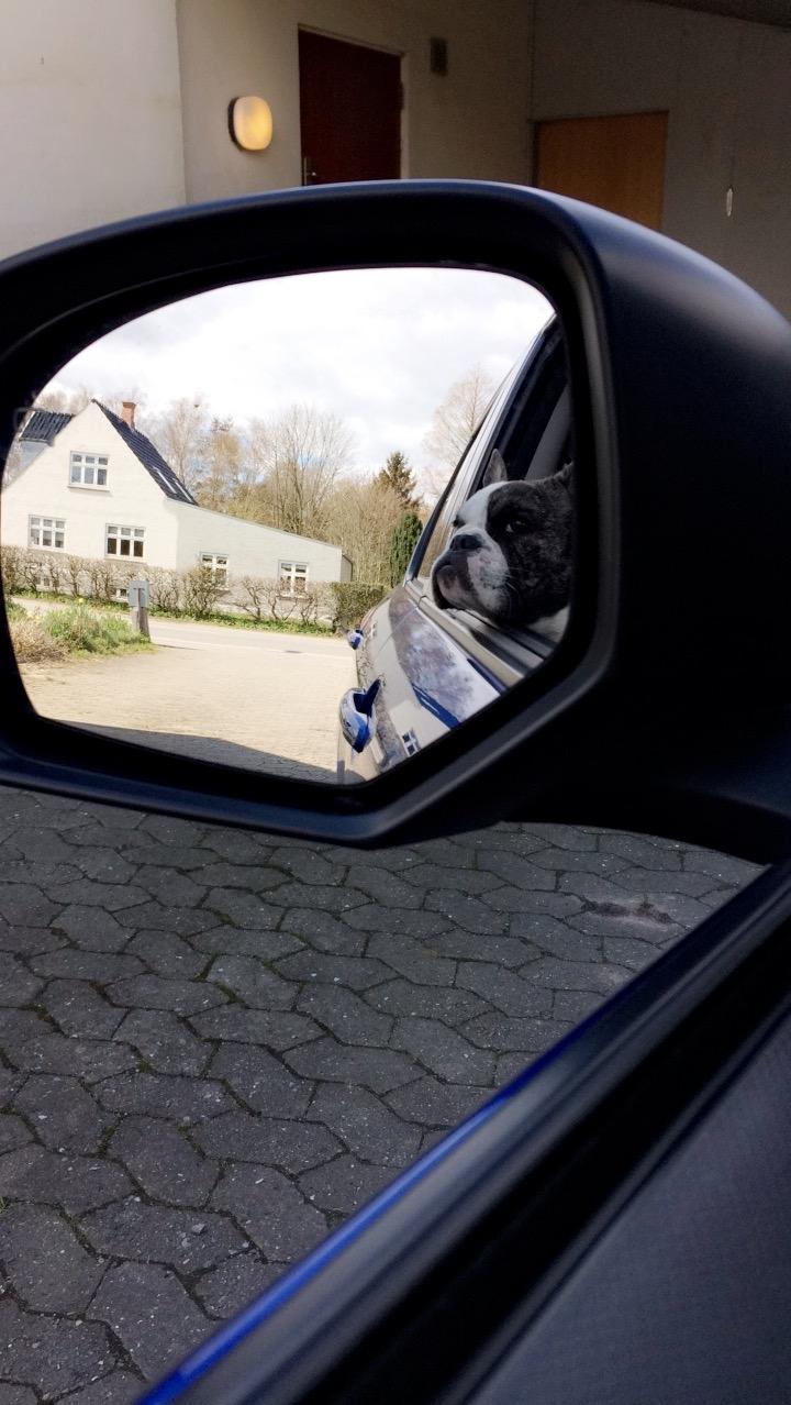 Fransk bulldog Molly billede 13