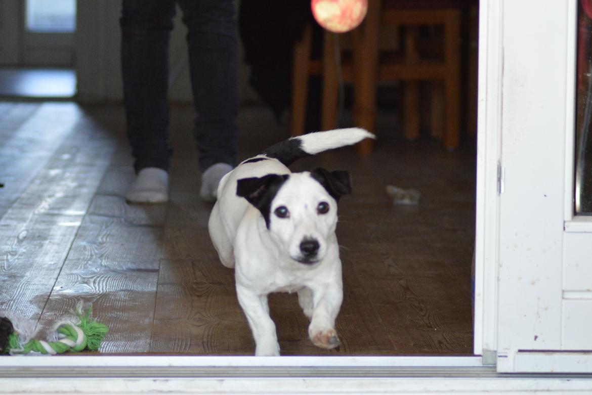 Jack russell terrier China billede 2