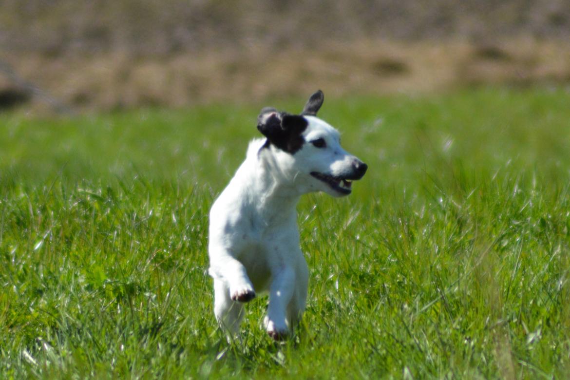 Jack russell terrier China billede 8