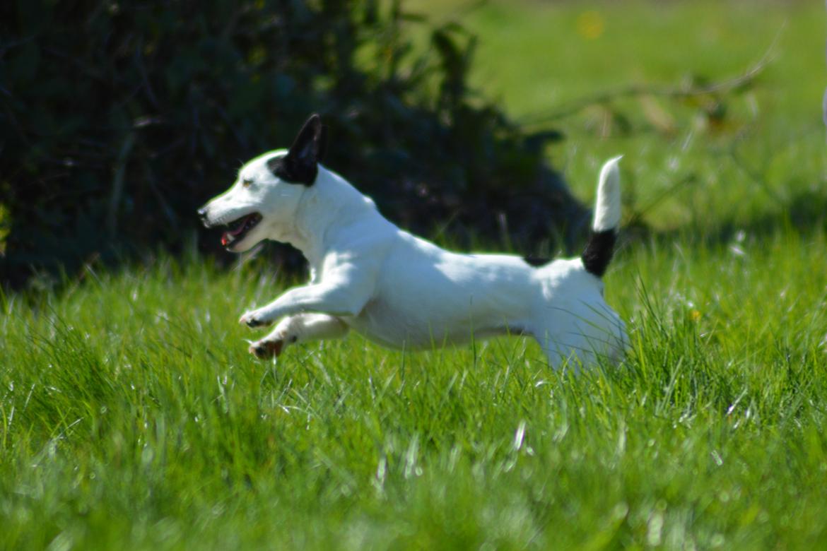 Jack russell terrier China billede 9