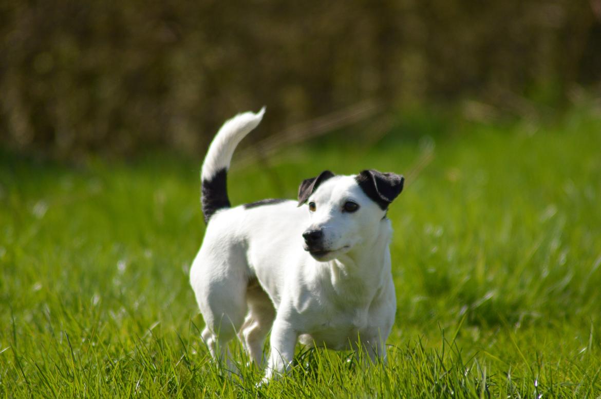 Jack russell terrier China billede 7