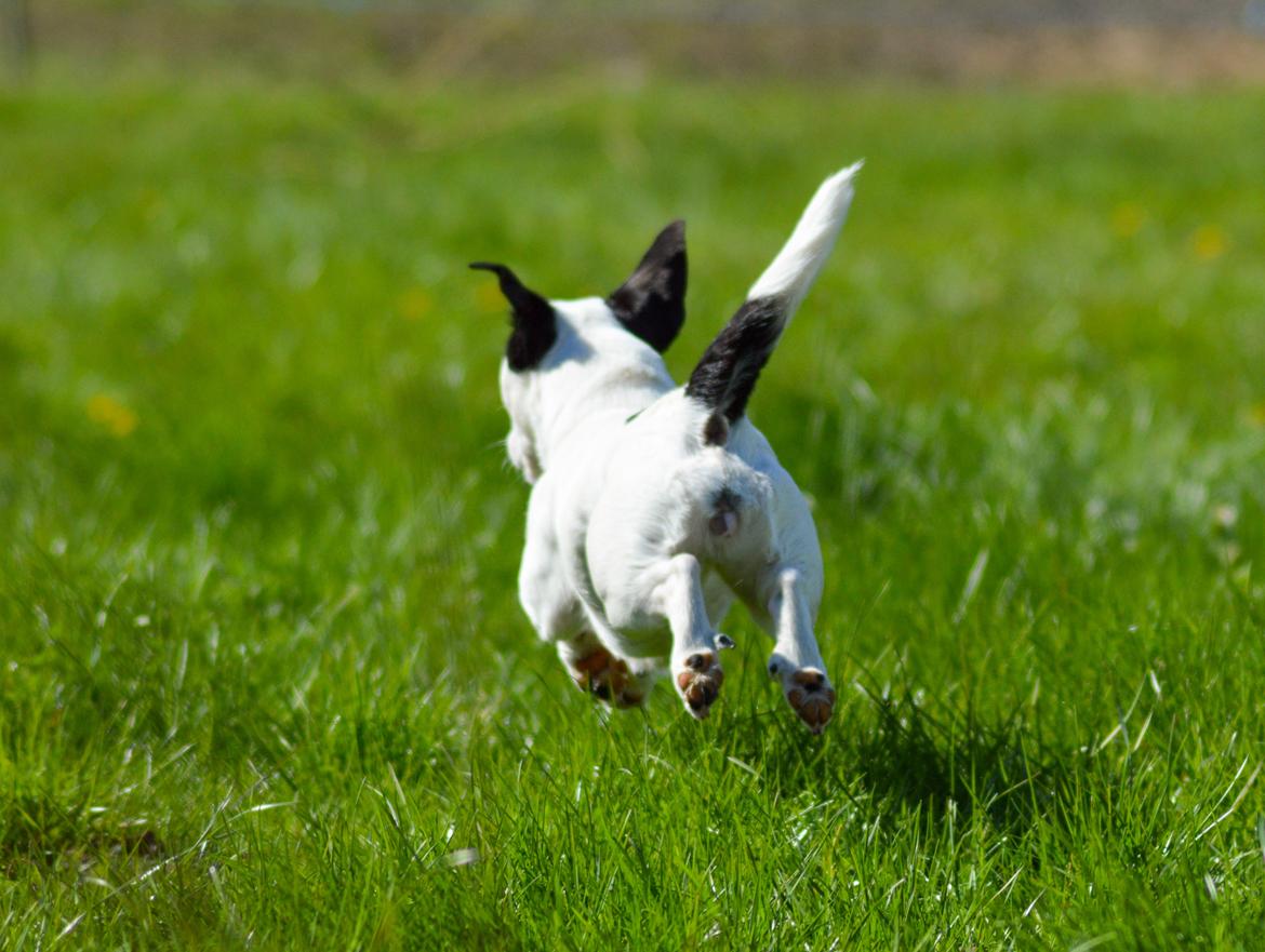 Jack russell terrier China billede 13