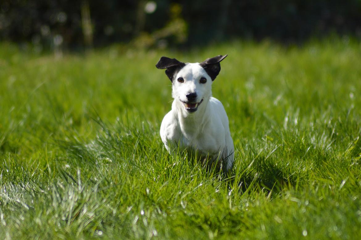 Jack russell terrier China billede 11