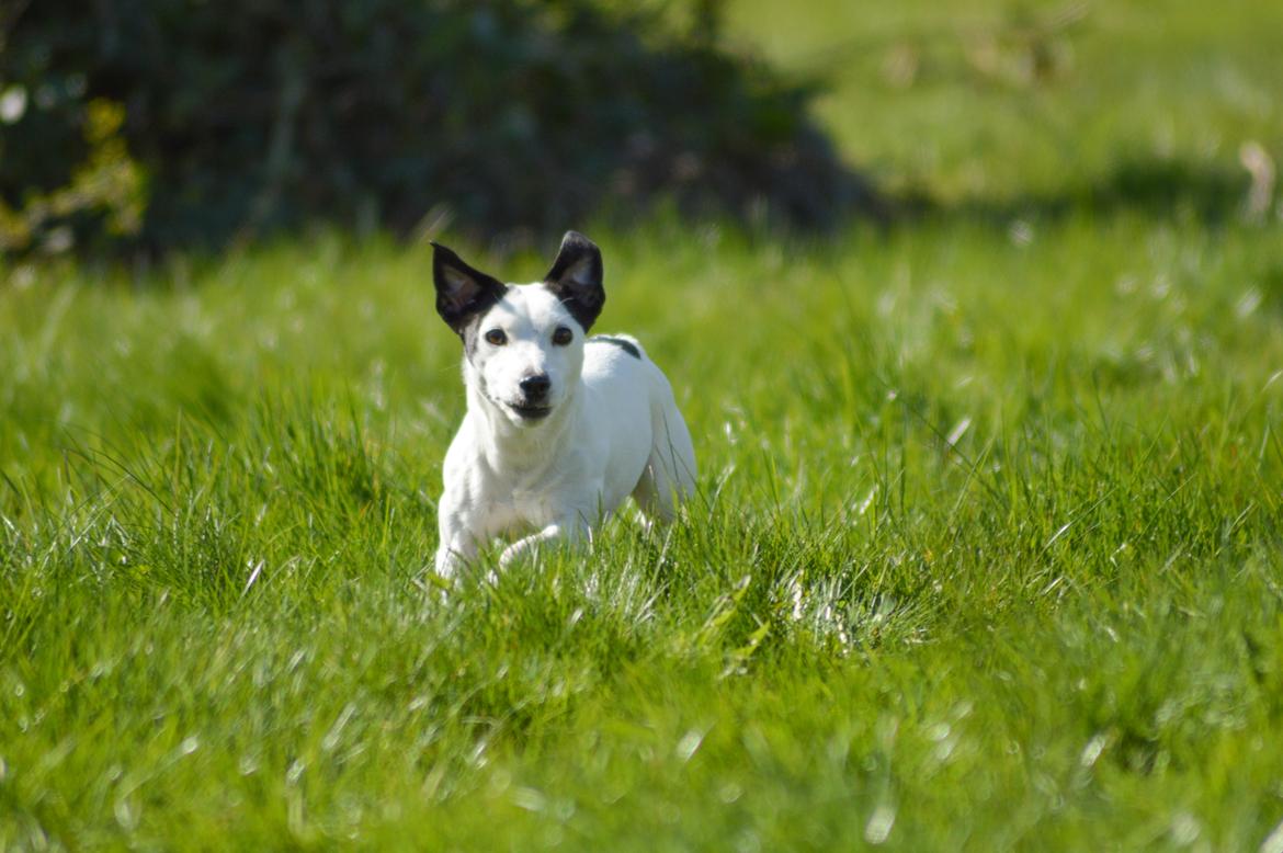 Jack russell terrier China billede 10