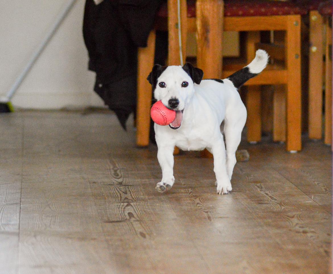 Jack russell terrier China billede 1