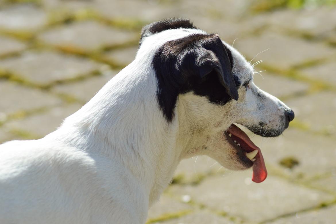 Jack russell terrier China billede 3