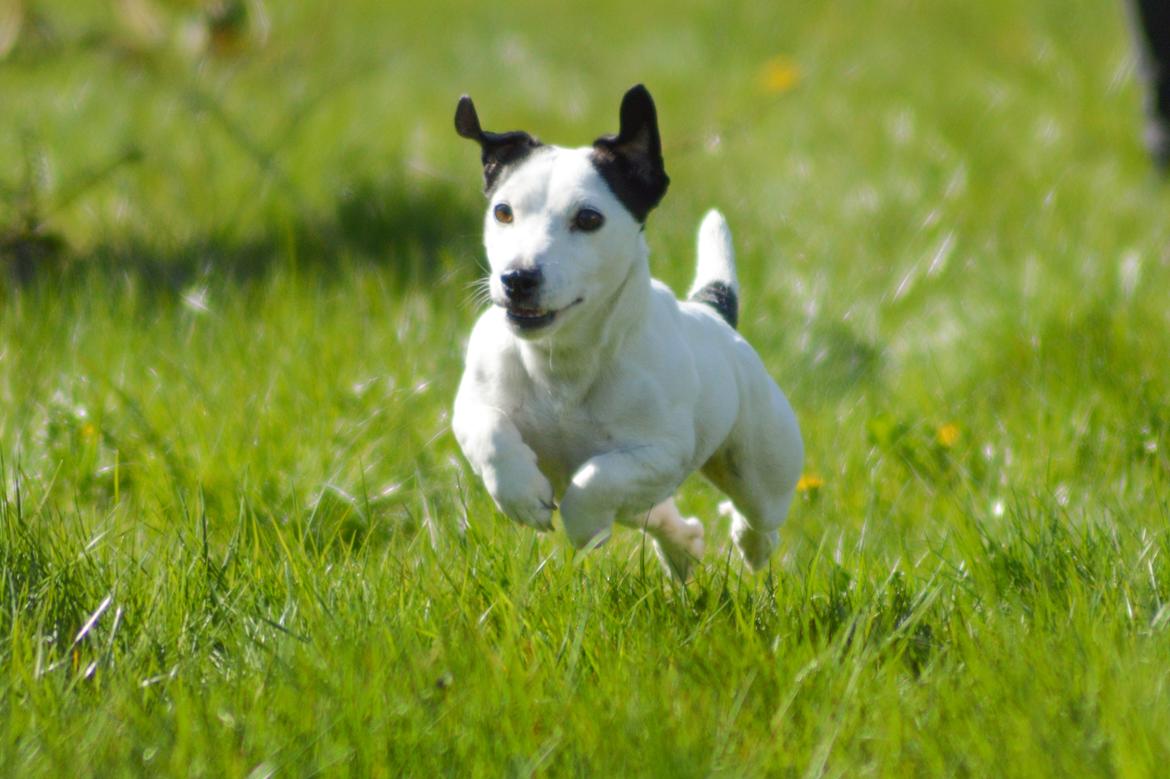 Jack russell terrier China billede 5