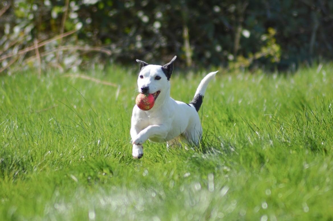 Jack russell terrier China billede 12