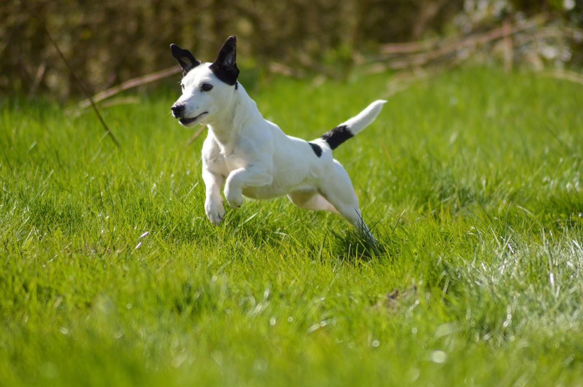 Jack russell terrier China billede 6
