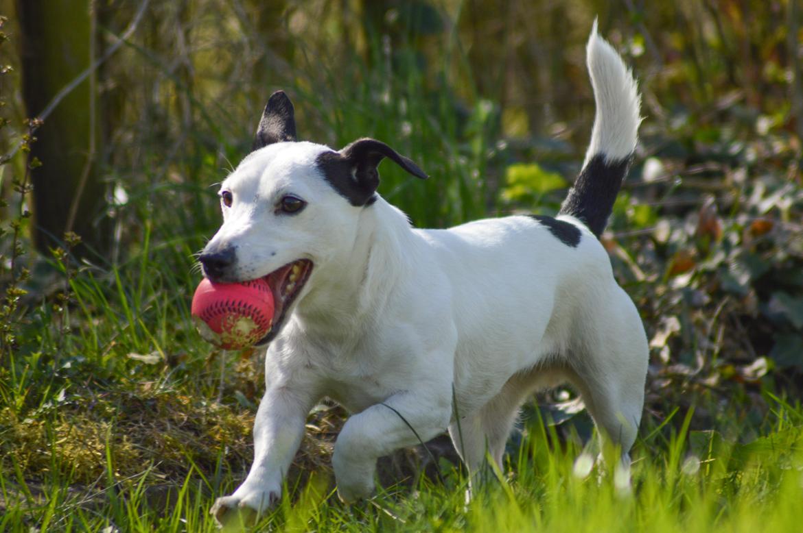 Jack russell terrier China billede 4