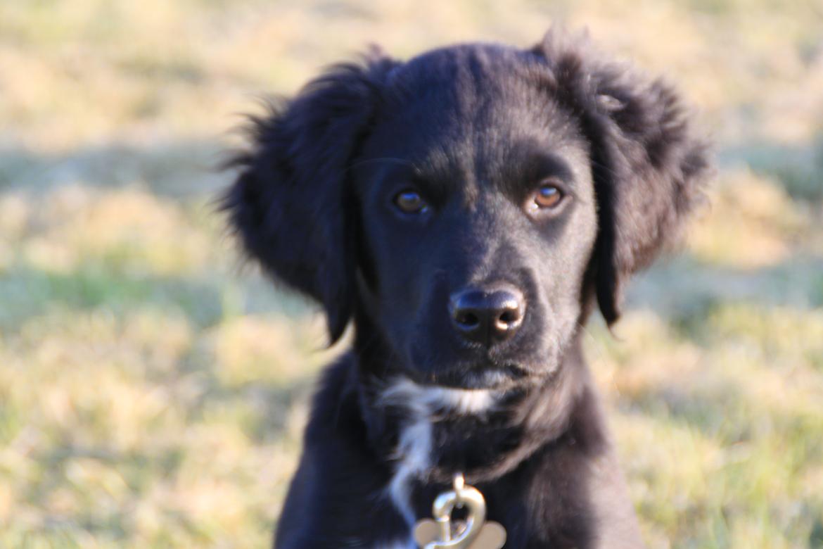 Blanding af racer Rex billede 1