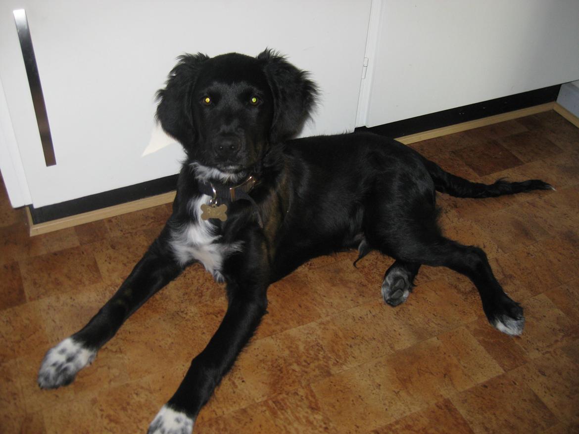 Blanding af racer Rex billede 3