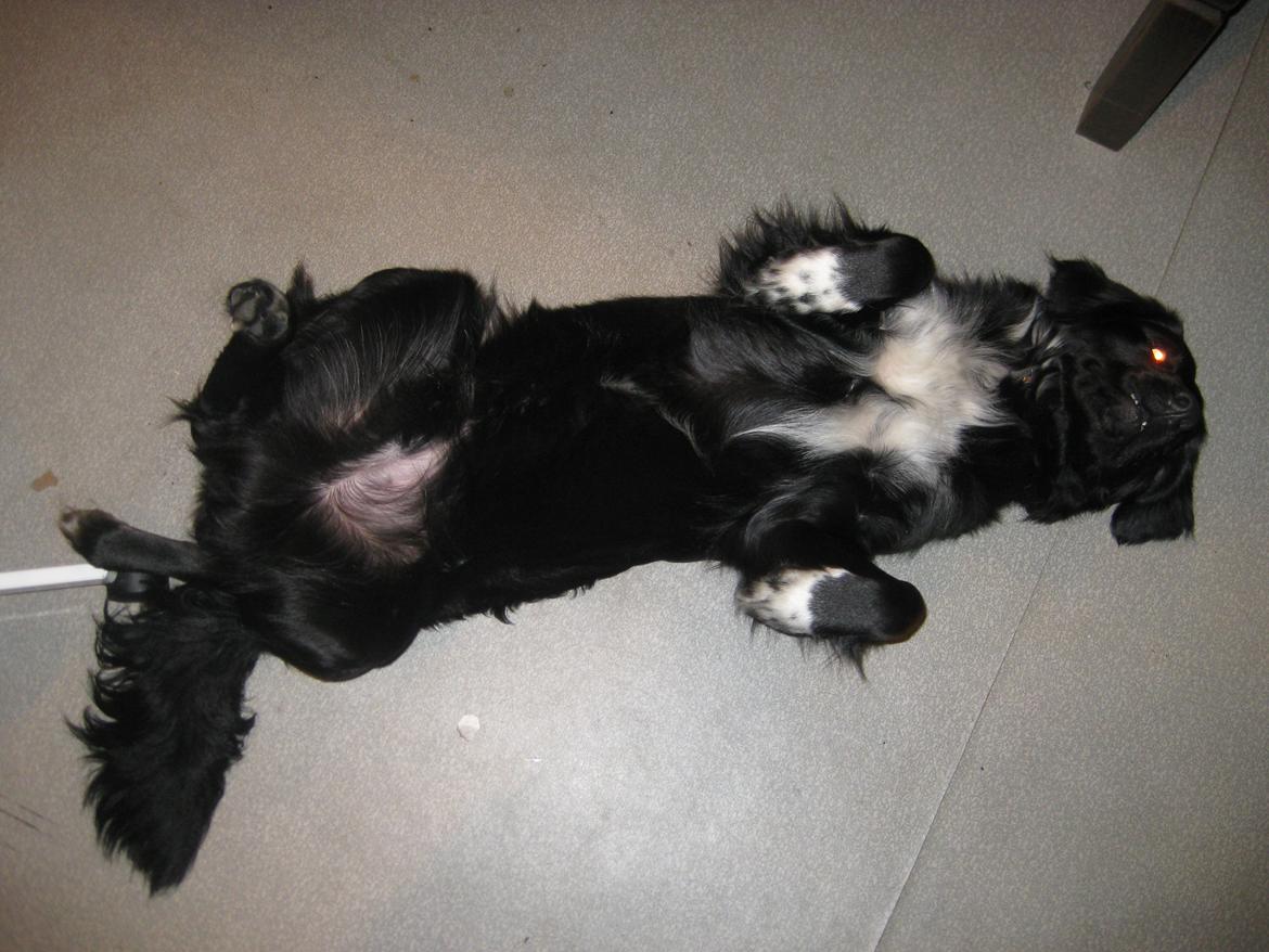 Blanding af racer Rex billede 4