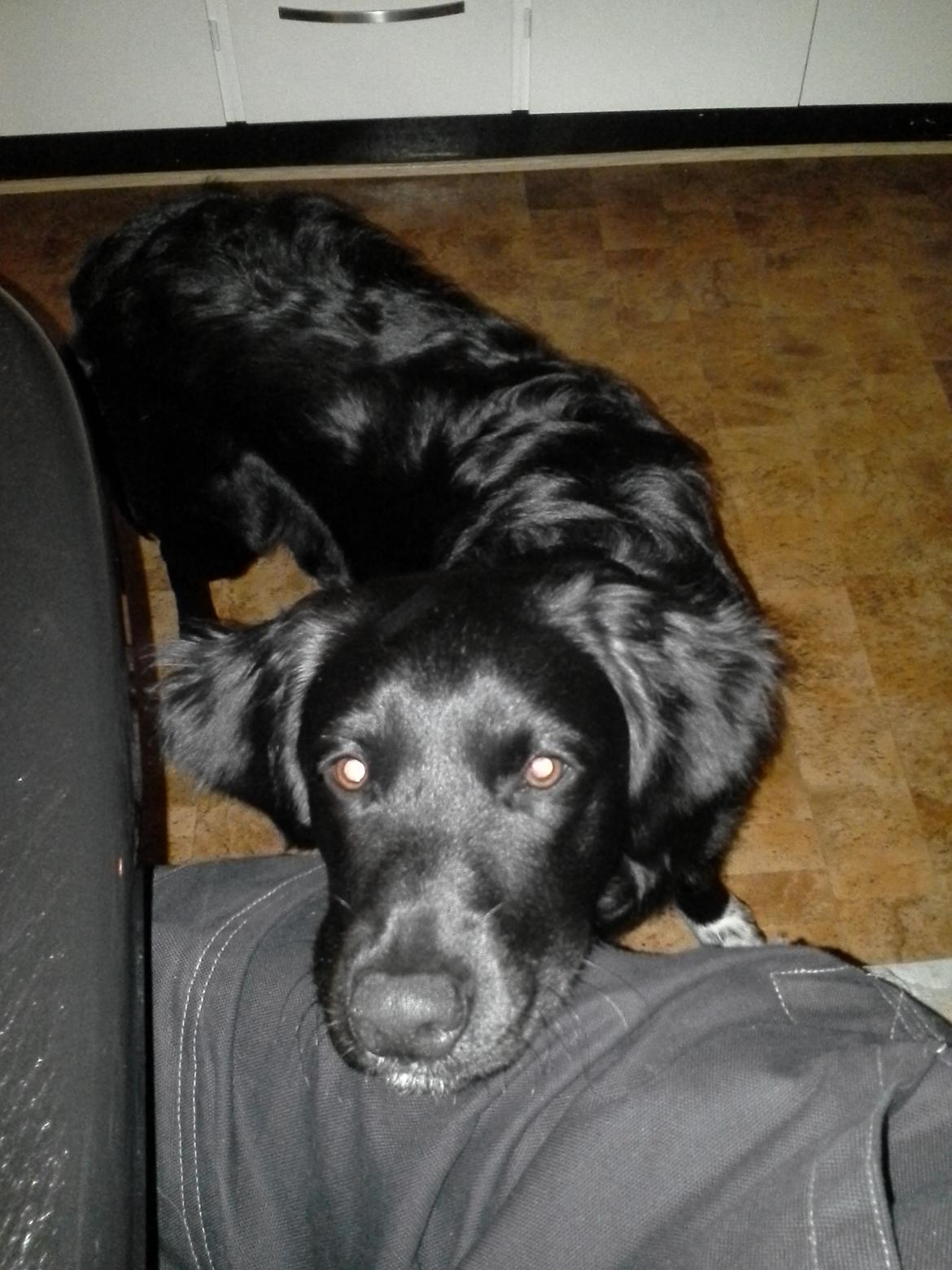 Blanding af racer Rex billede 5