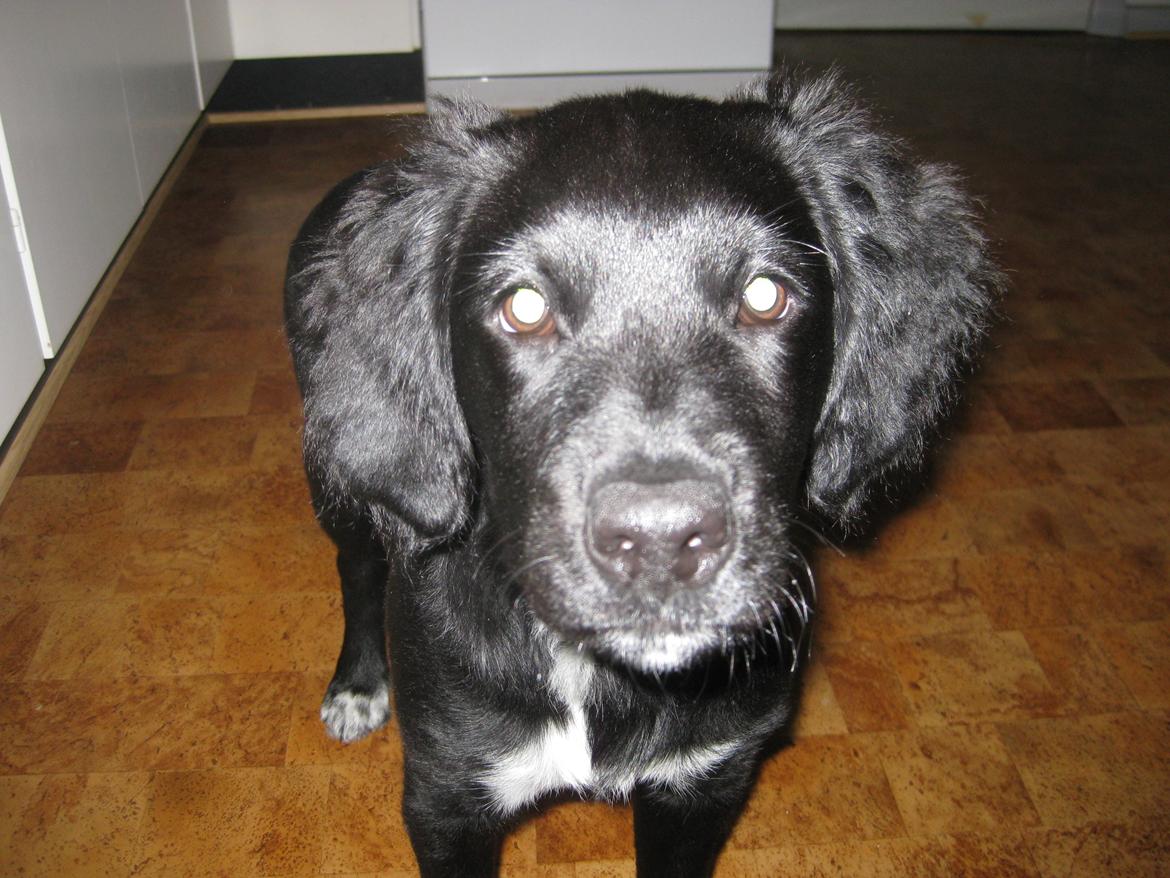 Blanding af racer Rex billede 6