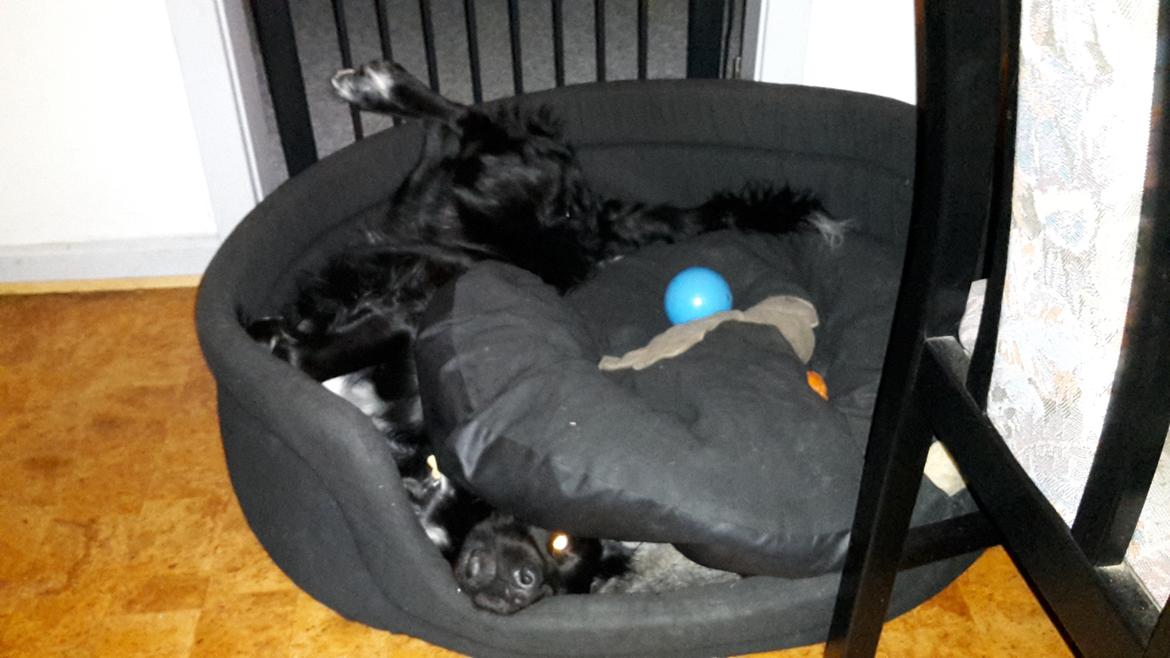 Blanding af racer Rex billede 7