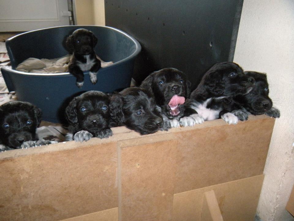 Blanding af racer Rex billede 2