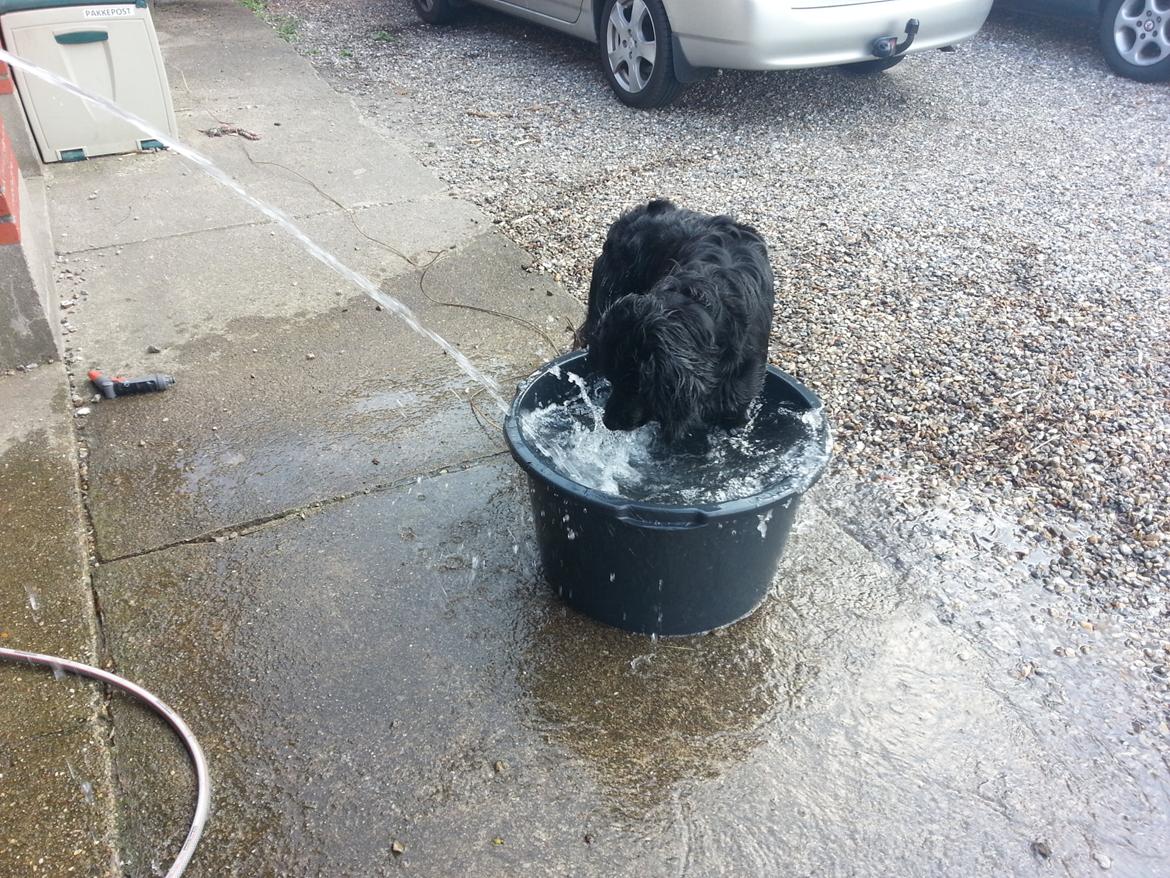 Blanding af racer Rex billede 8