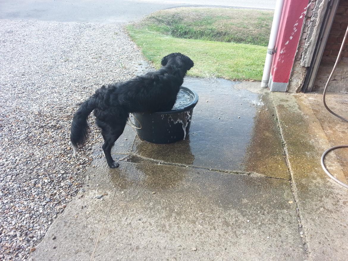 Blanding af racer Rex billede 9