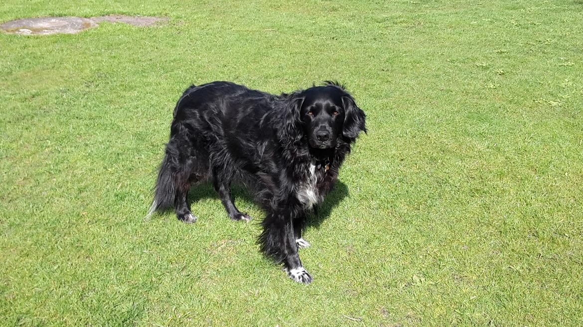 Blanding af racer Rex billede 11