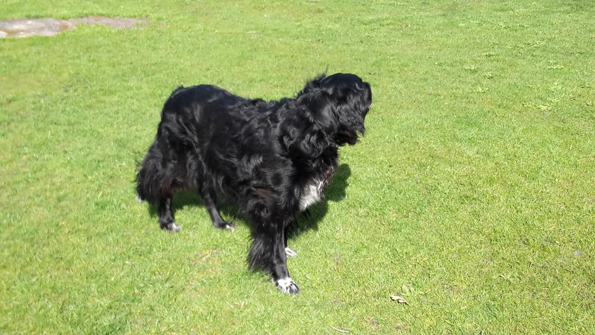 Blanding af racer Rex billede 12