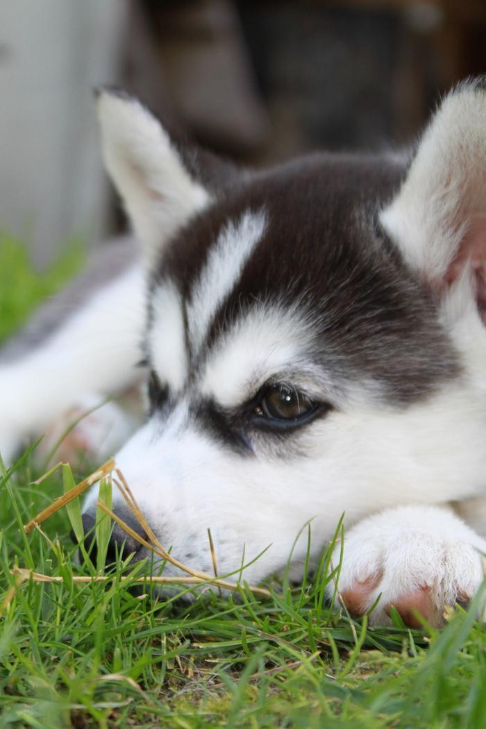 Siberian husky Miracle Mai Tai d' Abajomy  billede 1