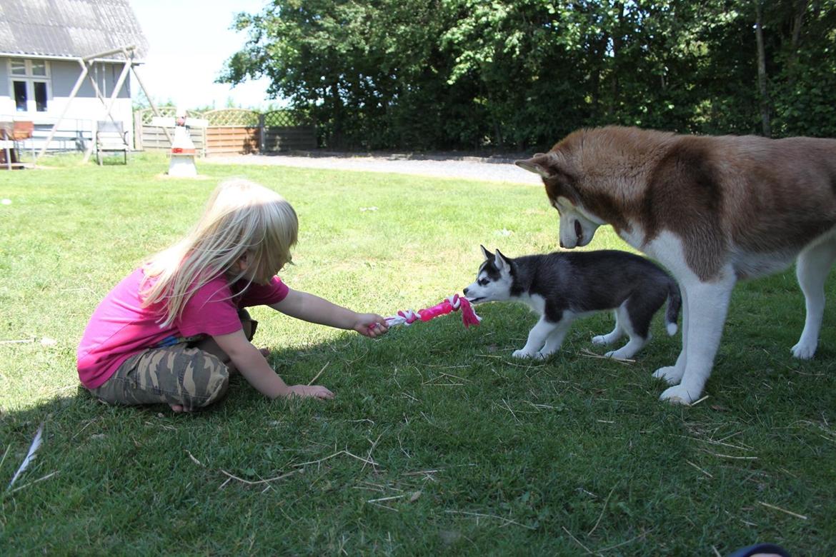 Siberian husky Miracle Mai Tai d' Abajomy  billede 3