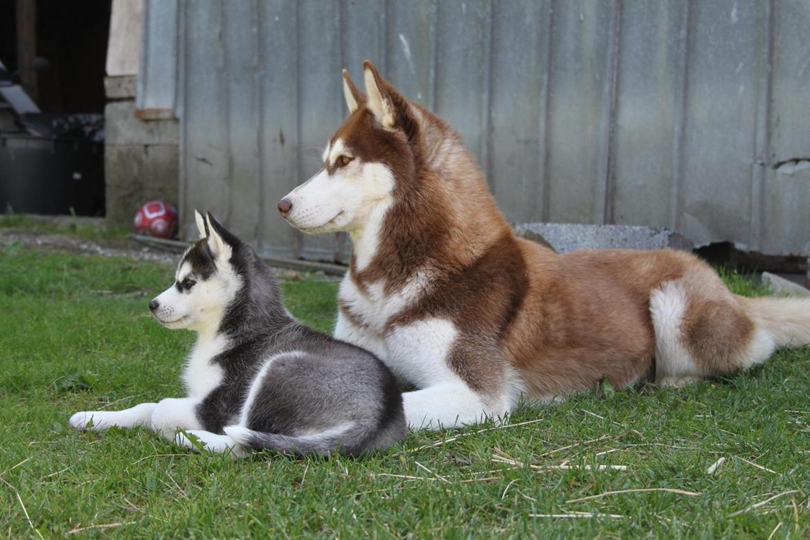 Siberian husky Miracle Mai Tai d' Abajomy  billede 2