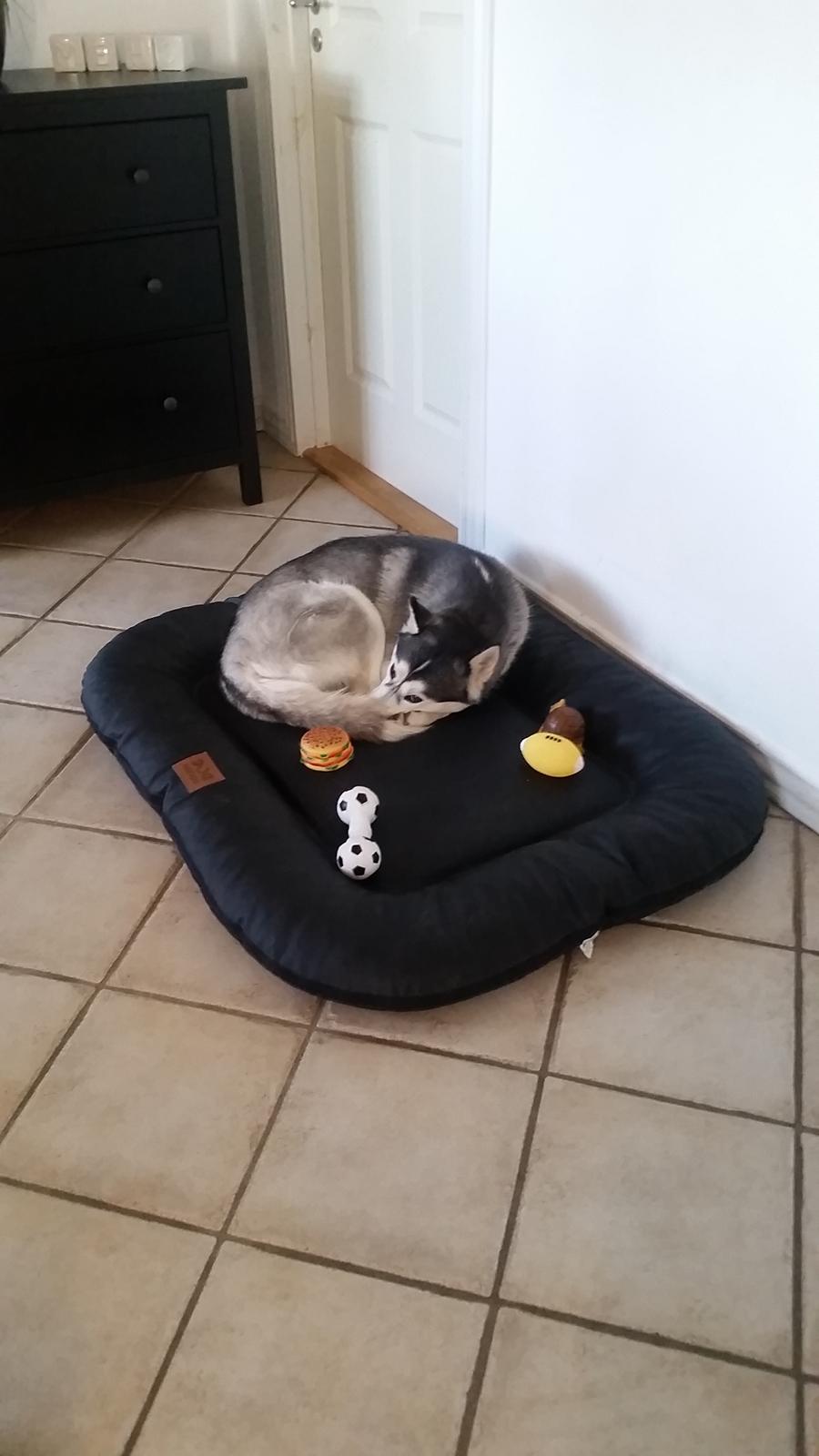 Siberian husky Miracle Mai Tai d' Abajomy  billede 5