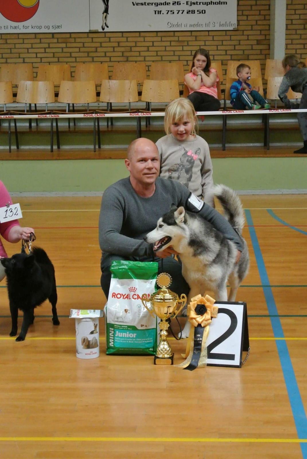 Siberian husky Miracle Mai Tai d' Abajomy  billede 7