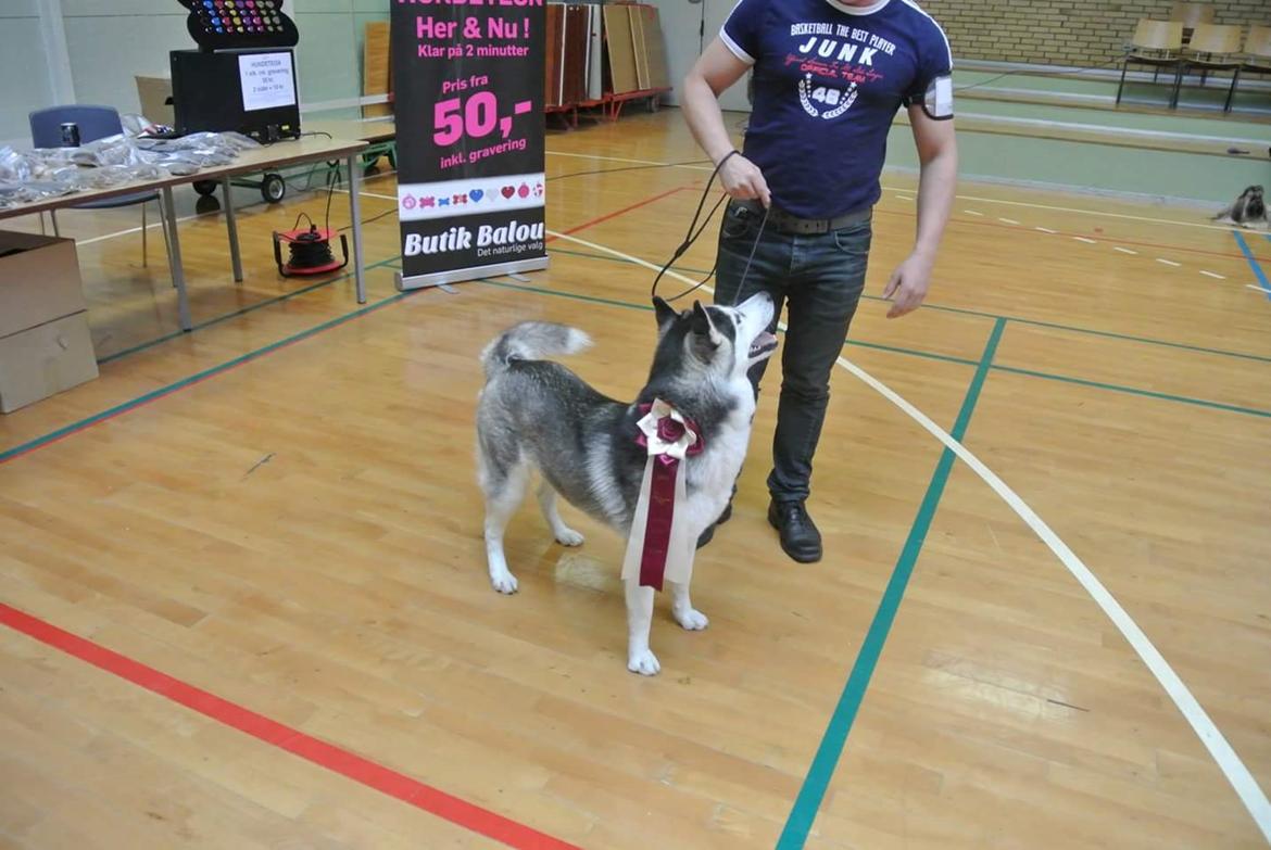 Siberian husky Miracle Mai Tai d' Abajomy  billede 6