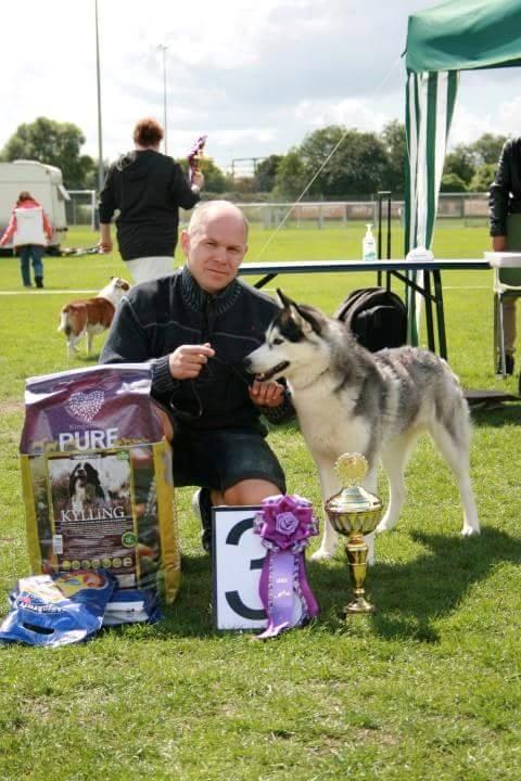 Siberian husky Miracle Mai Tai d' Abajomy  billede 9