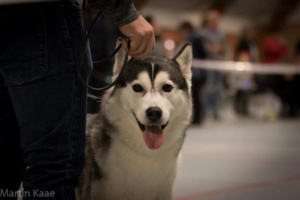Siberian husky Miracle Mai Tai d' Abajomy  billede 4
