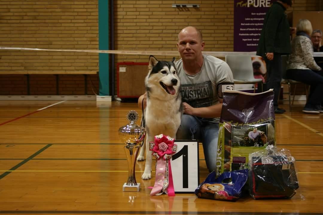 Siberian husky Miracle Mai Tai d' Abajomy  billede 10