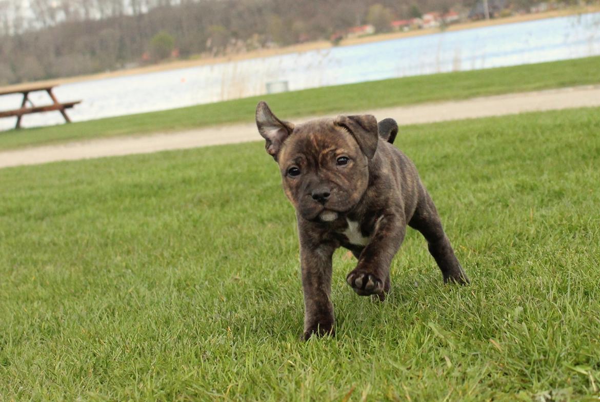 Staffordshire bull terrier Kissing Angels The Living Daylight - aka Kayzer - 22-04-2017 7 uger gammel billede 6