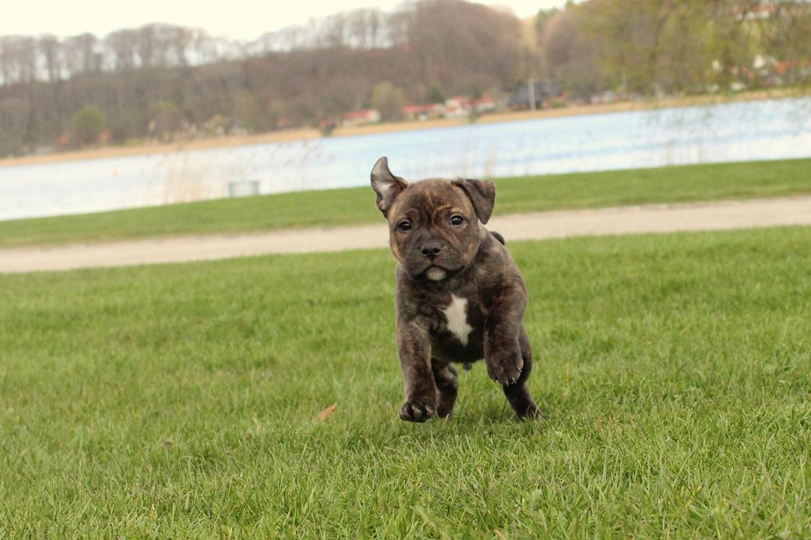 Staffordshire bull terrier Kissing Angels The Living Daylight - aka Kayzer - 22-04-2017 7 uger gammel billede 7