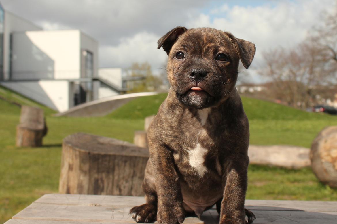 Staffordshire bull terrier Kissing Angels The Living Daylight - aka Kayzer - 22-04-2017 7 uger gammel billede 1