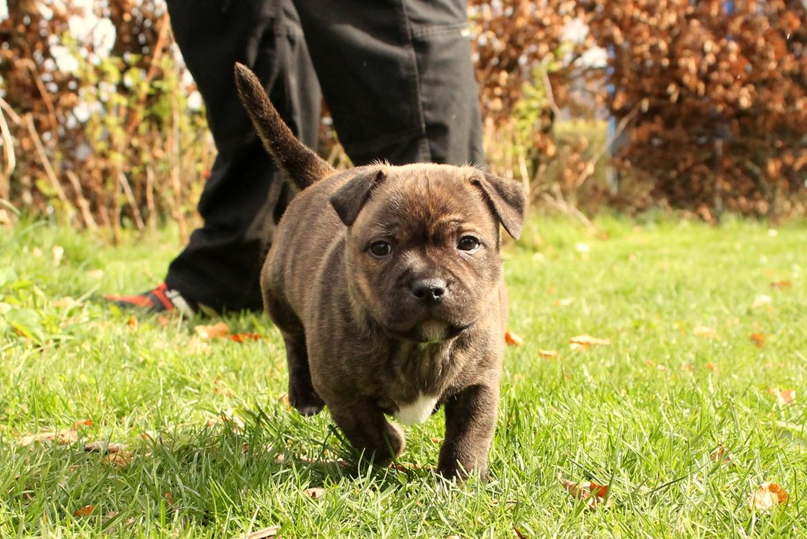 Staffordshire bull terrier Kissing Angels The Living Daylight - aka Kayzer - 22-04-2017 7 uger gammel billede 9